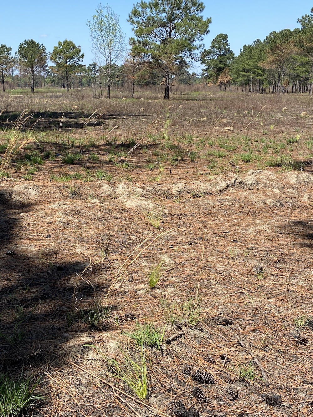 In March, GreenTrees launched South Carolina’s first-ever reforestation project for generating carbon credits, planting 280,000 longleaf pine trees on 511 total acres in Williamsburg County.