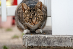 Thumb image for Alley Cat Rescues 2023 National Community Cat Survey Will Advance the Case for TNR