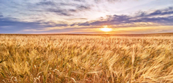 Kamut International Contributes to a Healthier Future for the Planet and Food Systems with KAMUT® Brand Wheat