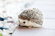 May Is National Pet Month - Exploring Exotic Pets And The Perfect Flooring For Hedgehogs, Bearded Dragons, Giant Flemish Rabbits And Other Offbeat Pets