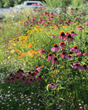 Garden for Wildlife Announces New One-for-One Native Plant Donation Program to Further Conservation Efforts