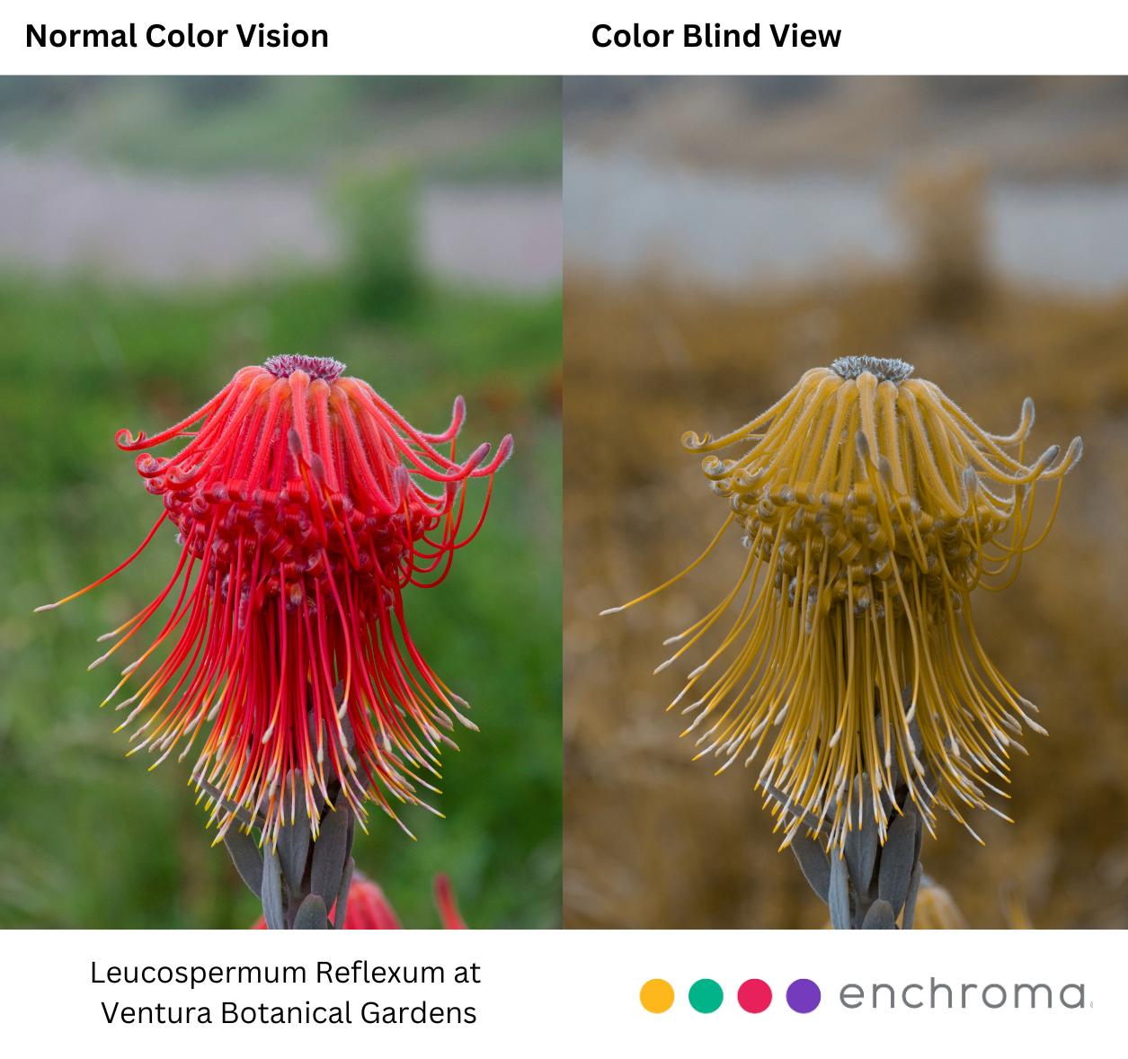 Leucospermum reflexum at Ventura Botanical Gardens as seen by the color blind.