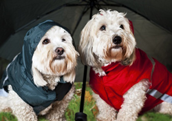 Leptospirosis Danger for Traveling Dogs--Vaccinate Before You Go Overseas