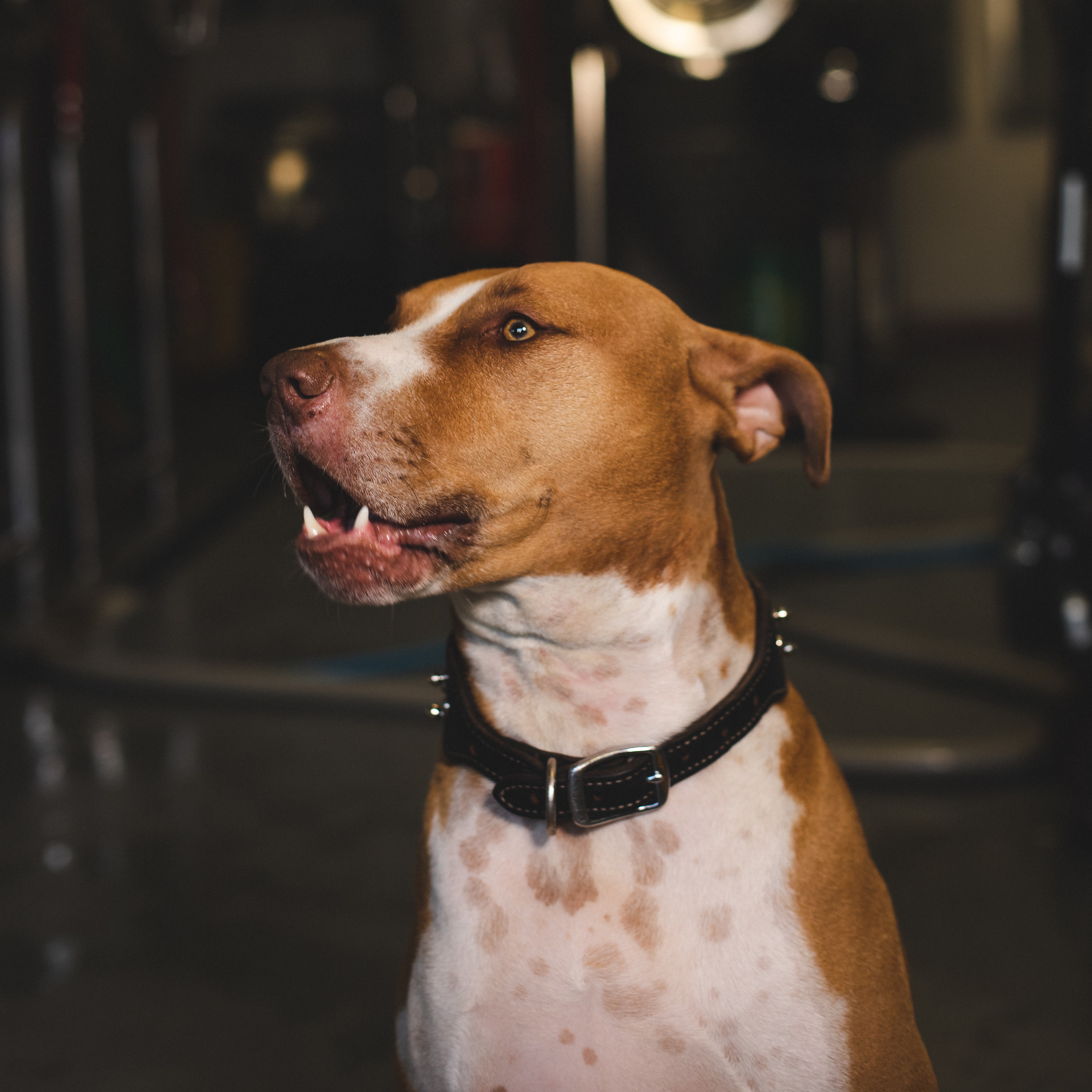 Mr. Pickles